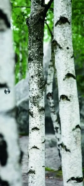 ERKELENZ szklane drzwi przesuwne Birke fotodruk